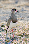 crowned lapwing