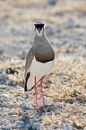 crowned lapwing