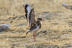 crowned plover