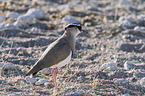 crowned plover