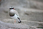 crowned plover