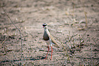 crowned plover