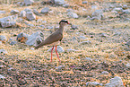 Vcrowned plover