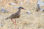 Vcrowned plover