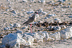 Vcrowned plover