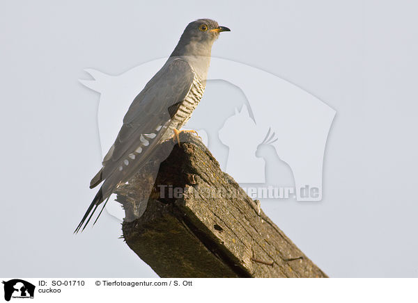 cuckoo / SO-01710