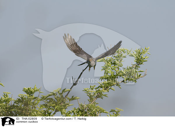 Kuckuck / common cuckoo / THA-02809