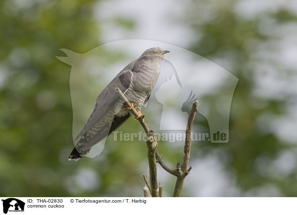 Kuckuck / common cuckoo / THA-02830