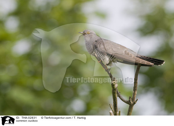 Kuckuck / common cuckoo / THA-02831