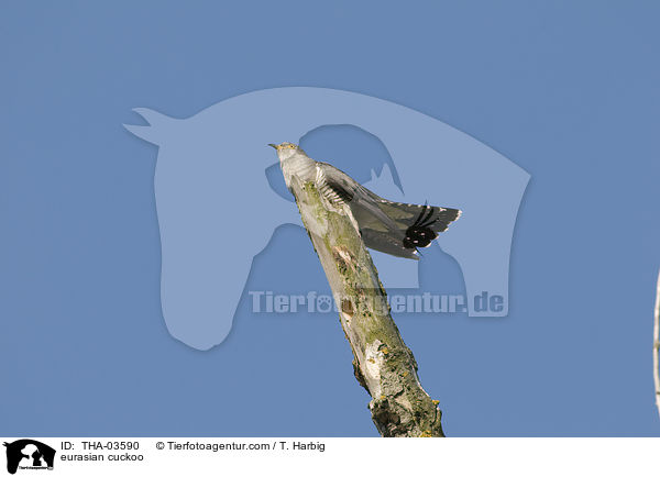 Kuckuck / eurasian cuckoo / THA-03590