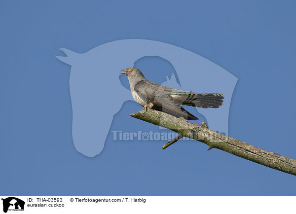 Kuckuck / eurasian cuckoo / THA-03593
