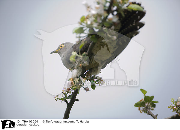 Kuckuck / eurasian cuckoo / THA-03594