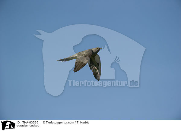 Kuckuck / eurasian cuckoo / THA-03595