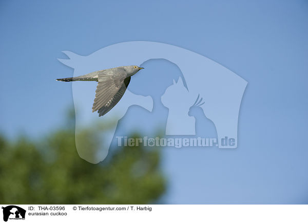 eurasian cuckoo / THA-03596