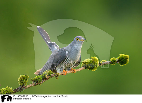 eurasian cuckoo / AT-02013