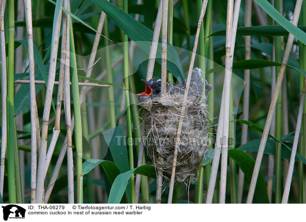 common cuckoo in nest of eurasian reed warbler / THA-06279