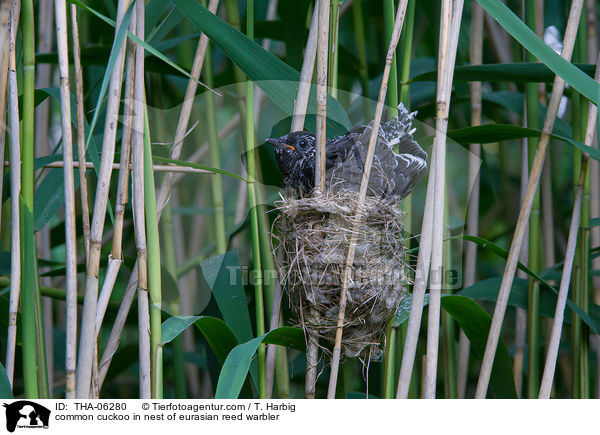 Kuckuck im Nest des Teichrohrsngers / common cuckoo in nest of eurasian reed warbler / THA-06280