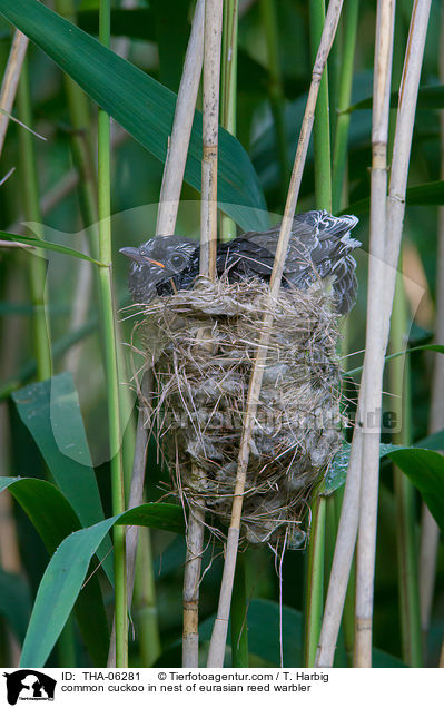 Kuckuck im Nest des Teichrohrsngers / common cuckoo in nest of eurasian reed warbler / THA-06281