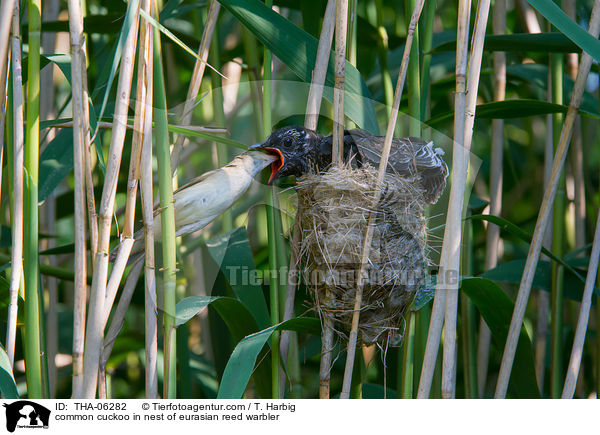 Kuckuck im Nest des Teichrohrsngers / common cuckoo in nest of eurasian reed warbler / THA-06282