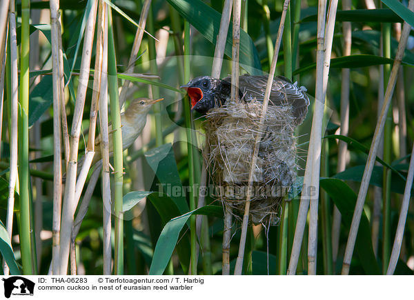 Kuckuck im Nest des Teichrohrsngers / common cuckoo in nest of eurasian reed warbler / THA-06283
