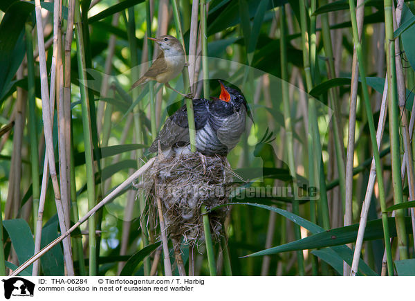 Kuckuck im Nest des Teichrohrsngers / common cuckoo in nest of eurasian reed warbler / THA-06284