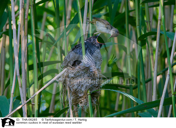 Kuckuck im Nest des Teichrohrsngers / common cuckoo in nest of eurasian reed warbler / THA-06285