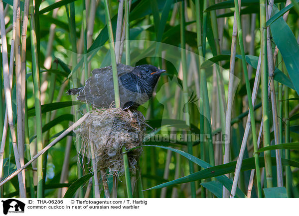 Kuckuck im Nest des Teichrohrsngers / common cuckoo in nest of eurasian reed warbler / THA-06286