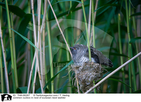 Kuckuck im Nest des Teichrohrsngers / common cuckoo in nest of eurasian reed warbler / THA-06287