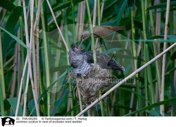 Kuckuck im Nest des Teichrohrsngers / common cuckoo in nest of eurasian reed warbler / THA-06288