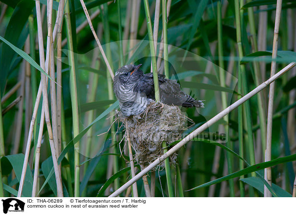 Kuckuck im Nest des Teichrohrsngers / common cuckoo in nest of eurasian reed warbler / THA-06289
