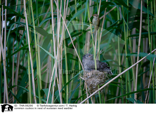 common cuckoo in nest of eurasian reed warbler / THA-06290