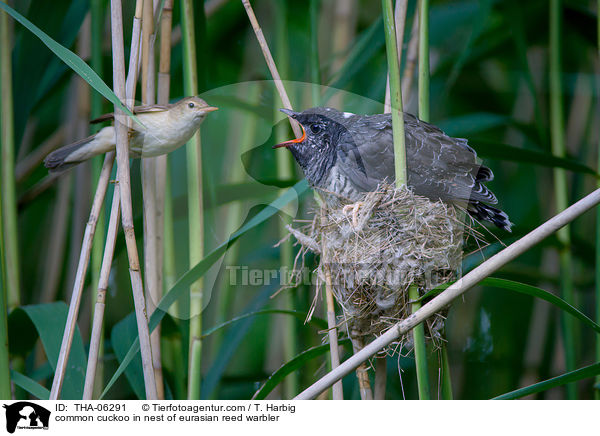 Kuckuck im Nest des Teichrohrsngers / common cuckoo in nest of eurasian reed warbler / THA-06291