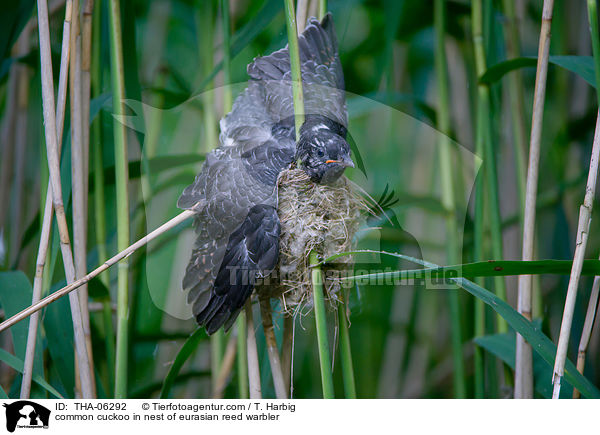 Kuckuck im Nest des Teichrohrsngers / common cuckoo in nest of eurasian reed warbler / THA-06292