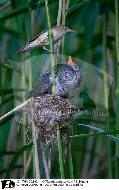 Kuckuck im Nest des Teichrohrsngers / common cuckoo in nest of eurasian reed warbler / THA-06293