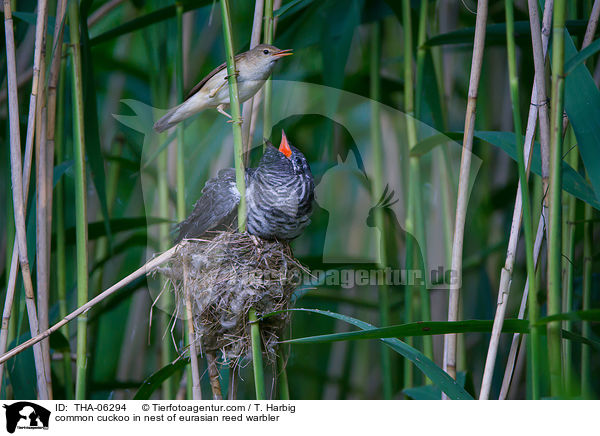common cuckoo in nest of eurasian reed warbler / THA-06294