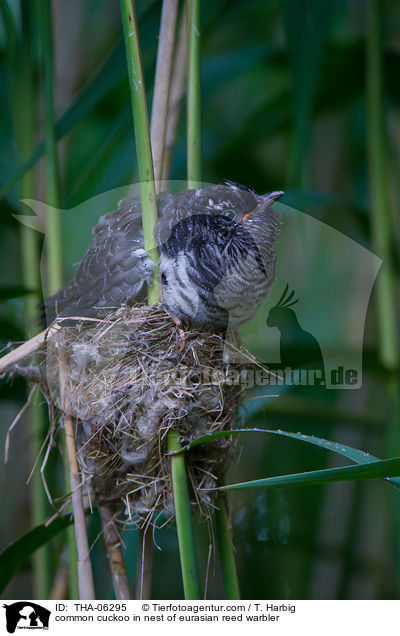 Kuckuck im Nest des Teichrohrsngers / common cuckoo in nest of eurasian reed warbler / THA-06295