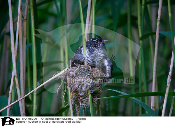 Kuckuck im Nest des Teichrohrsngers / common cuckoo in nest of eurasian reed warbler / THA-06296