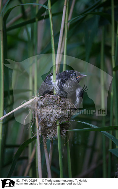 Kuckuck im Nest des Teichrohrsngers / common cuckoo in nest of eurasian reed warbler / THA-06297