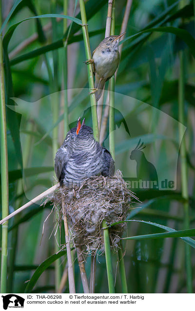 common cuckoo in nest of eurasian reed warbler / THA-06298