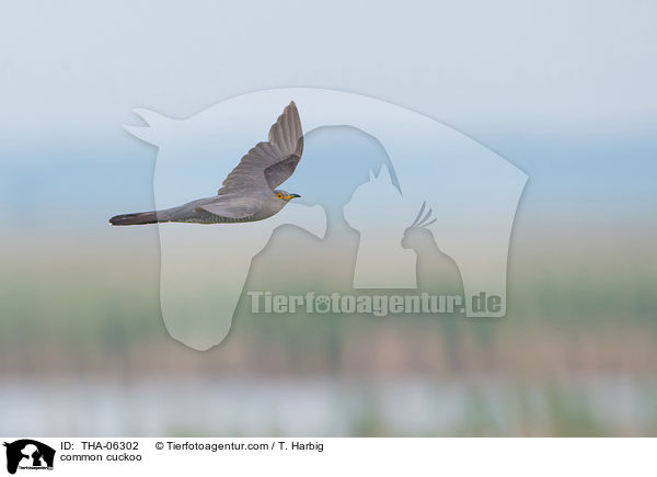 Kuckuck / common cuckoo / THA-06302