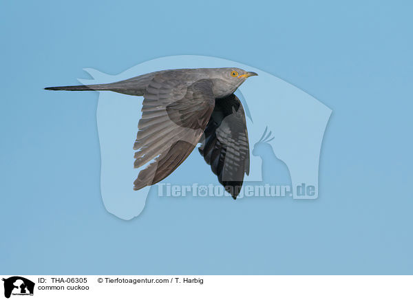 common cuckoo / THA-06305