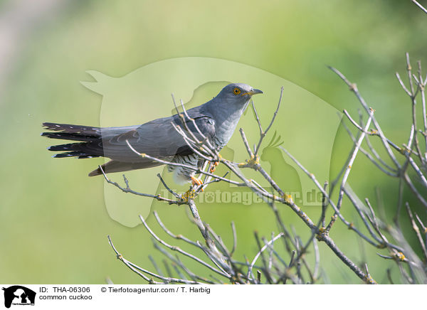 Kuckuck / common cuckoo / THA-06306