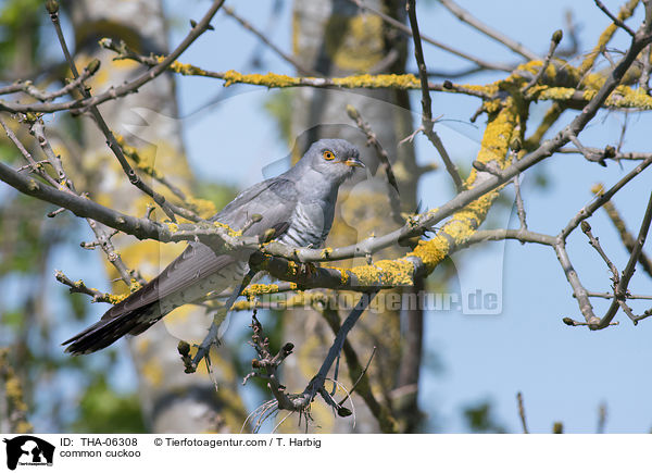 Kuckuck / common cuckoo / THA-06308