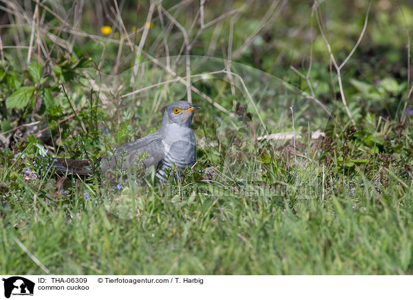 common cuckoo / THA-06309