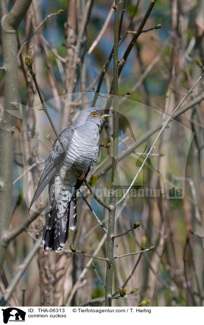 common cuckoo / THA-06313