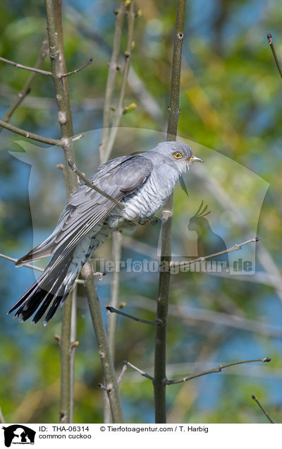 common cuckoo / THA-06314