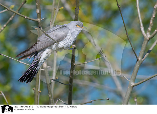 common cuckoo / THA-06315