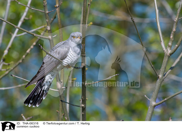 Kuckuck / common cuckoo / THA-06316