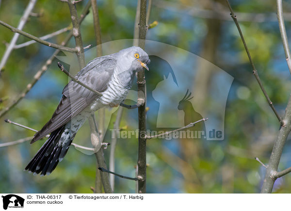 common cuckoo / THA-06317