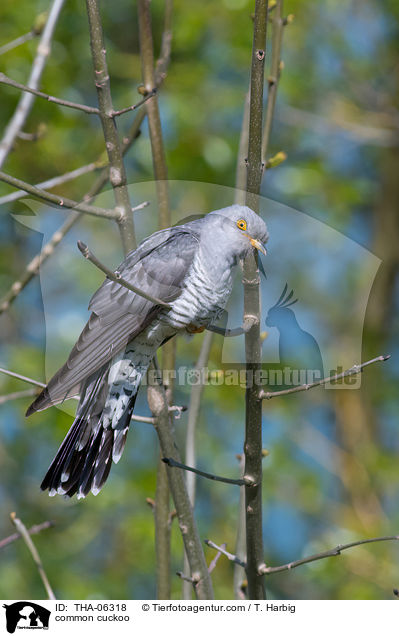 Kuckuck / common cuckoo / THA-06318